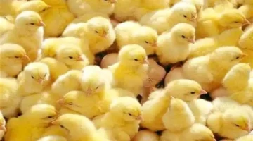 تحديث بورصة الدواجن.. قائمة أسعار الكتاكيت في مصر خلال تعاملات الأحد الأخير من 2025